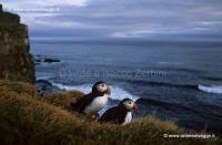 Latrabjarg 39-19-09